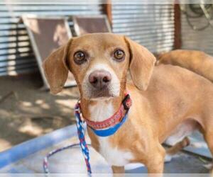 Dachshund Dogs for adoption in El Cajon, CA, USA