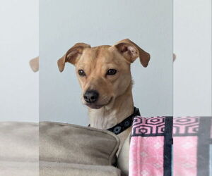 Chiweenie Dogs for adoption in House Springs, MO, USA