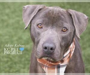 American Pit Bull Terrier-Unknown Mix Dogs for adoption in Wichita, KS, USA