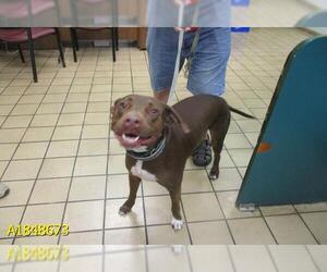 Lab-Pointer Dogs for adoption in West Palm Beach, FL, USA