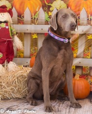 Weimaraner Dogs for adoption in Snow Camp, NC, USA