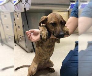 Catahoula Leopard Dog-Plott Hound Mix Dogs for adoption in Riverside, CA, USA