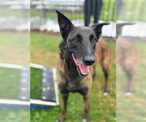 Mutt Dogs for adoption in Riverside, CA, USA