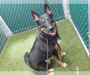 German Shepherd Dog Dogs for adoption in Downey, CA, USA