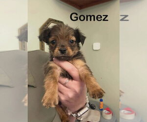 Mutt Dogs for adoption in Aurora, IN, USA