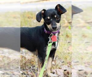 Chihuahua-Unknown Mix Dogs for adoption in Mankato, MN, USA