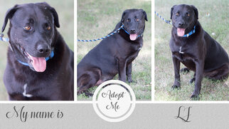 Labrador Retriever Dogs for adoption in Stover, MO, USA