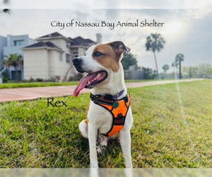 Lab-Pointer Dogs for adoption in Nassau bay, TX, USA