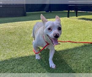 Chihuahua Dogs for adoption in Orange, CA, USA