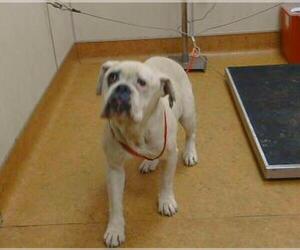American Bulldog Dogs for adoption in Sacramento, CA, USA
