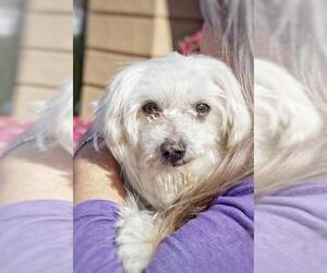 Maltese Dogs for adoption in Pittsburg, CA, USA