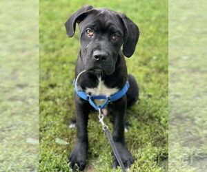 Mastiff-Unknown Mix Dogs for adoption in Princeton, MN, USA