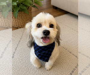 Hava-Apso Dogs for adoption in Phoenix, AZ, USA