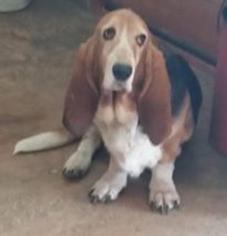 Basset Hound Dogs for adoption in Chichester, NH, USA