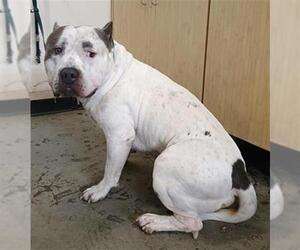 American Pit Bull Terrier Dogs for adoption in Camarillo, CA, USA