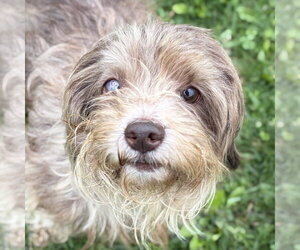 Mutt Dogs for adoption in Jefferson, WI, USA