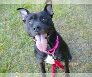 American Staffordshire Terrier Dogs for adoption in Tallahassee, FL, USA