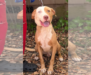 Australian Shepherd-Unknown Mix Dogs for adoption in Decatur, GA, USA