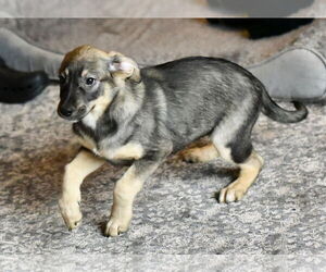 Labrador Retriever-Unknown Mix Dogs for adoption in Mechanicsburg, PA, USA