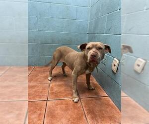 American Pit Bull Terrier-Unknown Mix Dogs for adoption in Downey, CA, USA