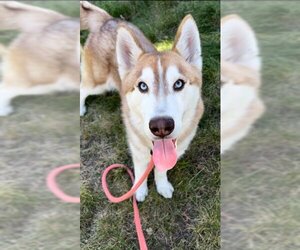 Siberian Husky Dogs for adoption in Sacramento, CA, USA