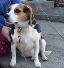 Beagle Dogs for adoption in Springville, NY, USA