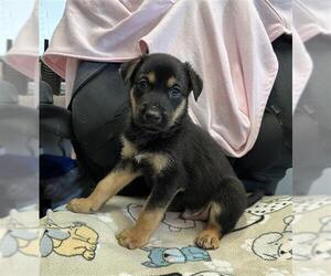 Greyhound-Labrador Retriever Mix Dogs for adoption in Stockton, CA, USA