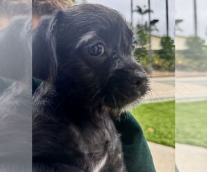 Pug-Shih Tzu Mix Dogs for adoption in San Diego, CA, USA
