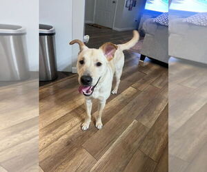 Golden Retriever Dogs for adoption in FRAMINGHAM, MA, USA