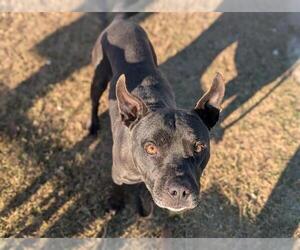 Staffordshire Bull Terrier-Unknown Mix Dogs for adoption in Ocala, FL, USA