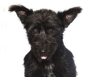 Mutt Dogs for adoption in Oakland Park, FL, USA