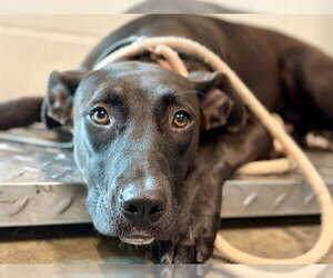 Labrador Retriever-Unknown Mix Dogs for adoption in Tavares, FL, USA