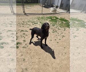 German Shorthaired Pointer-Retriever  Mix Dogs for adoption in Maquoketa, IA, USA