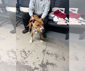 American Staffordshire Terrier Dogs for adoption in Tallahassee, FL, USA
