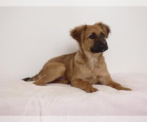 Golden Shepherd Dogs for adoption in Oroville, CA, USA
