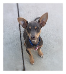 Miniature Pinscher Dogs for adoption in Mission viejo, CA, USA