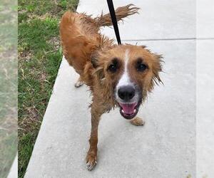 Mutt Dogs for adoption in San Antonio, TX, USA