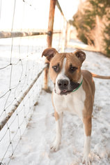 Bullboxer Pit Dogs for adoption in Valley Falls, KS, USA