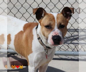 American Pit Bull Terrier Dogs for adoption in Center Township, PA, USA