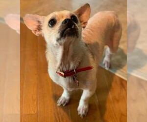 French Bullhuahua Dogs for adoption in Ceres, VA, USA