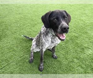 German Shorthaired Pointer-Unknown Mix Dogs for adoption in Grand Prairie, TX, USA