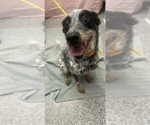 Mutt Dogs for adoption in Henderson, NV, USA
