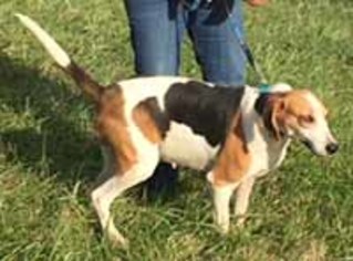 American Foxhound Dogs for adoption in Chantilly, VA, USA