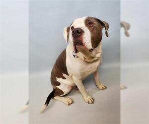 American Staffordshire Terrier Dogs for adoption in Fort Collins, CO, USA