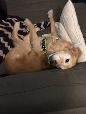 Golden Retriever Dogs for adoption in Wyoming, MI, USA