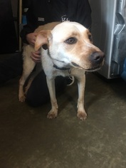 Medium Photo #3 Labrador Retriever-Unknown Mix Puppy For Sale in Fredericksburg, VA, USA