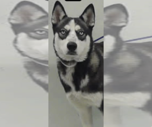 Siberian Husky Dogs for adoption in Kankakee, IL, USA
