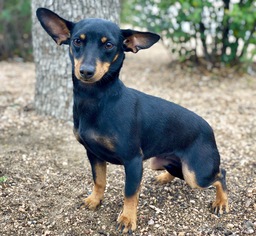 Miniature Pinscher Dogs for adoption in PIPE CREEK, TX, USA