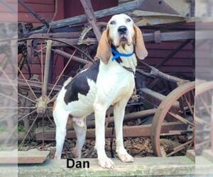 Treeing Walker Coonhound Dogs for adoption in Madisonville, TN, USA
