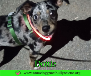 Mutt Dogs for adoption in Pensacola, FL, USA